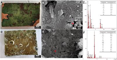 Metagenomic Resolution of Functional Diversity in Copper Surface-Associated Marine Biofilms